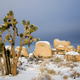 Illustration for article titled Be Soothed by the Peaceful Joshua Trees Covered in Snow